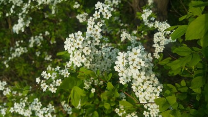 Many blooming white flowers in the field 
