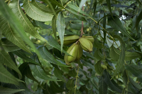 The pecan (Carya illinoinensis) tree with green nuts. 
