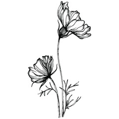 Cosmos flower by hand drawing. Cosmos floral logo or tattoo highly detailed in line art style. Black and white clip art isolated. Antique vintage engraving illustration for emblem. Herbal medicine.