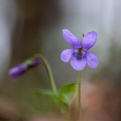 Einzelnes Veilchen (Viola Odorata) im Wald