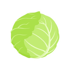 Cabbage vector icon. Simple cartoon illustration of green fresh vegetable.
