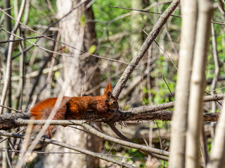 Eichhörnchen