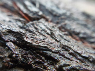 Macro close-up of the wet bark of a fallen tree in the woods