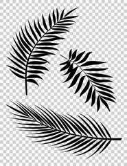 Palm Leaves Vector Background Illustration EPS10. Set of realistic palm tree leaf silhouettes. Black color shapes isolated on white background. Collection of rainforest plants.