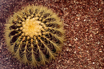 Close-up of a succulent round cactus.
