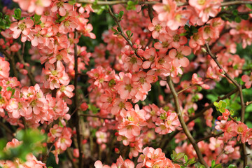 Orange Japanese Quince 'Chaenomeles x superba' Salmon Horizon in flower
