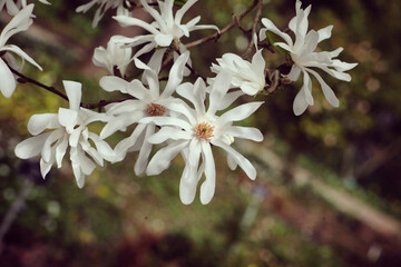 White flowers of the Magnolia stellata 'Ballerina', or star magnolia tree in flower