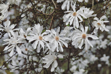 White flowers of the Magnolia stellata 'Ballerina', or star magnolia tree in flower