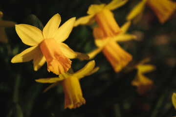 Fototapeta na wymiar Yellow daffodils in the park