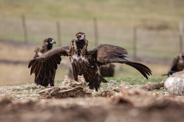 Cinereous Vulture, (Aegypius monachus) in its natural habitat. Wildlife.