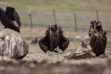 Cinereous Vulture, (Aegypius monachus) in its natural habitat. Wildlife.