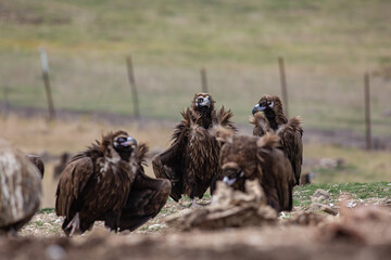 Cinereous Vulture, (Aegypius monachus) in its natural habitat. Wildlife.