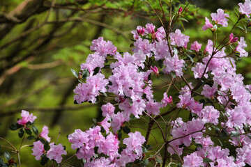 Purple Californian Rhododendron Emasculum in flower
