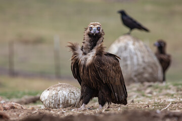 Cinereous Vulture, (Aegypius monachus) in its natural habitat. Wildlife.