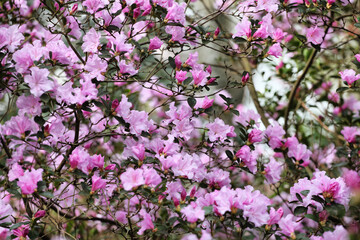 Purple Californian Rhododendron Emasculum in flower