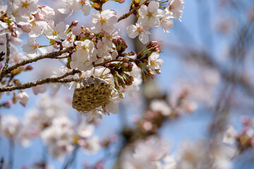 Fototapeta premium Cherry blossoms and a beehive