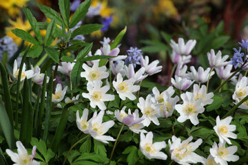 White Wood Anemone in flower
