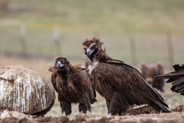 Fototapeta premium Cinereous Vulture, (Aegypius monachus) in its natural habitat. Wildlife.