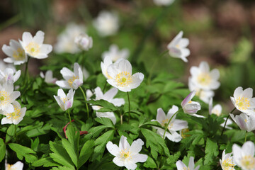 White Wood Anemone in flower