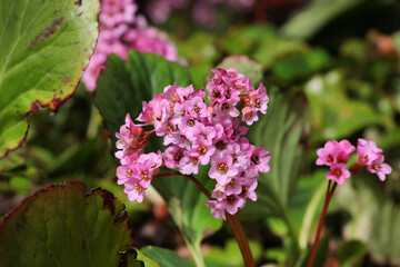 Pink Elephant's Ears 'Bergenia x schmidtii' in flower