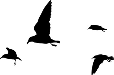Silhouettes of seagulls in flight. Vector graphics