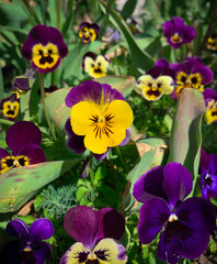 Spring garden full of vibrant yellow and purple Pansy flowers, also known as Violets and Viola.