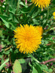 Close up vibrant yellow dandelion on a green grass background. Spring wallpaper with copy space.