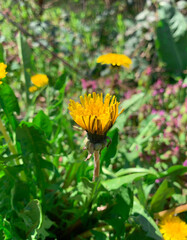 Selective focus of half opened yellow dandelion flower on blurred background meadow with green grass and spring flowers.