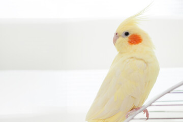 Yellow nymph cockatiel parrot on cage bird at home.