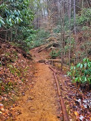 path in the woods