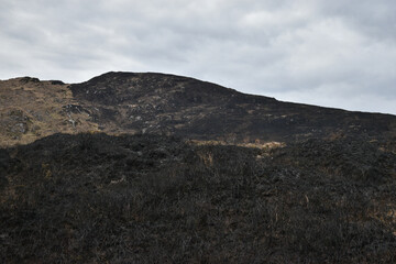 Fototapeta na wymiar Aftermath of massive gorse fire in Seskin, Bantry, West Cork, Ireland