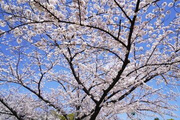 Sakura in Japan is a moment.