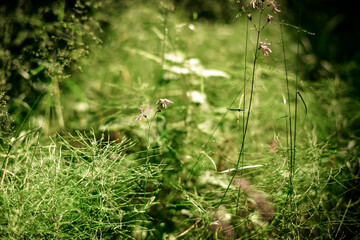 Beautiful green field in the sun. Background.
