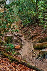 path in the forest
