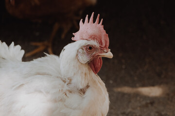 Gallo con cresta