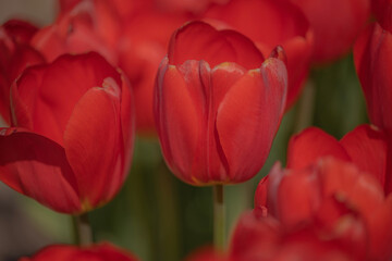 red and yellow tulips
