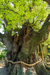 Big sacred tree in Japan.