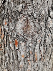 Tree bark of a park