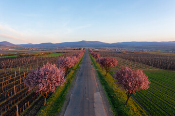 Fototapeta premium Gyöngyöstarján, Hungary - Aerial view about beautiful blooming plum trees by the road. Spring sunrise landscape, cherry blossom.
