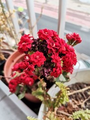 Red flowers in the pot