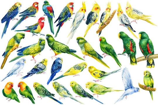 Big set of tropical birds, bright parrots on an isolated white background, watercolor drawing