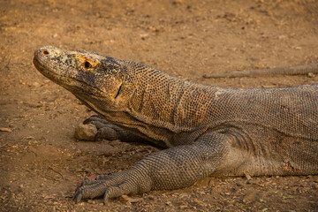 Wild Komodo dragons on the island of Komodo, Flores