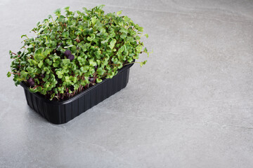 Micro grass radish sprouts in a container on gray background. Microgreen.