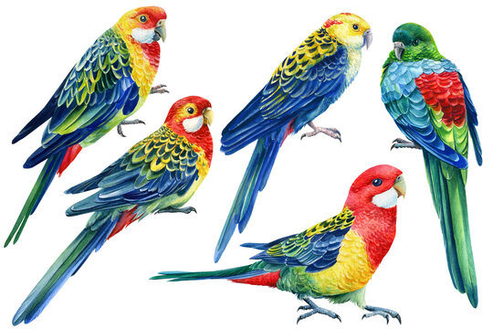 Tropical birds, bright rosella parrots on isolated white background, watercolor drawing