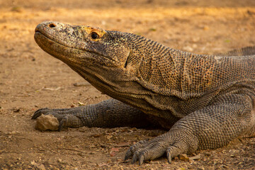 Wild Komodo dragons on the island of Komodo, Flores