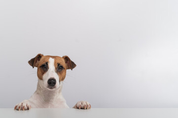 Gorgeous purebred Jack Russell Terrier dog peeking out from behind a banner on a white background. Copy space