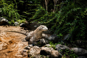 Wild Komodo dragons on the Bali Island Zoo