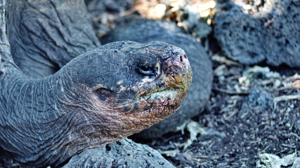 Hybrid species of Galapagos giant tortoise at Darwin Station in Puerto Ayora, Santa Cruz Island, Galapagos, Ecuador