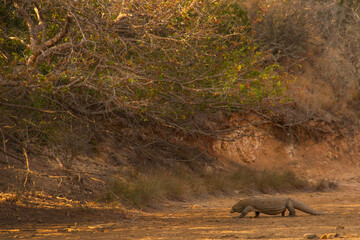 Wild Komodo dragons on the island of Komodo, Flores