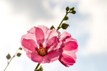 Rosa bl&uuml;hende Stockrose - Stockmalve im Gegenlicht